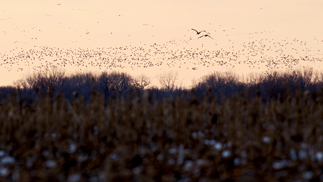 Cranes in flight